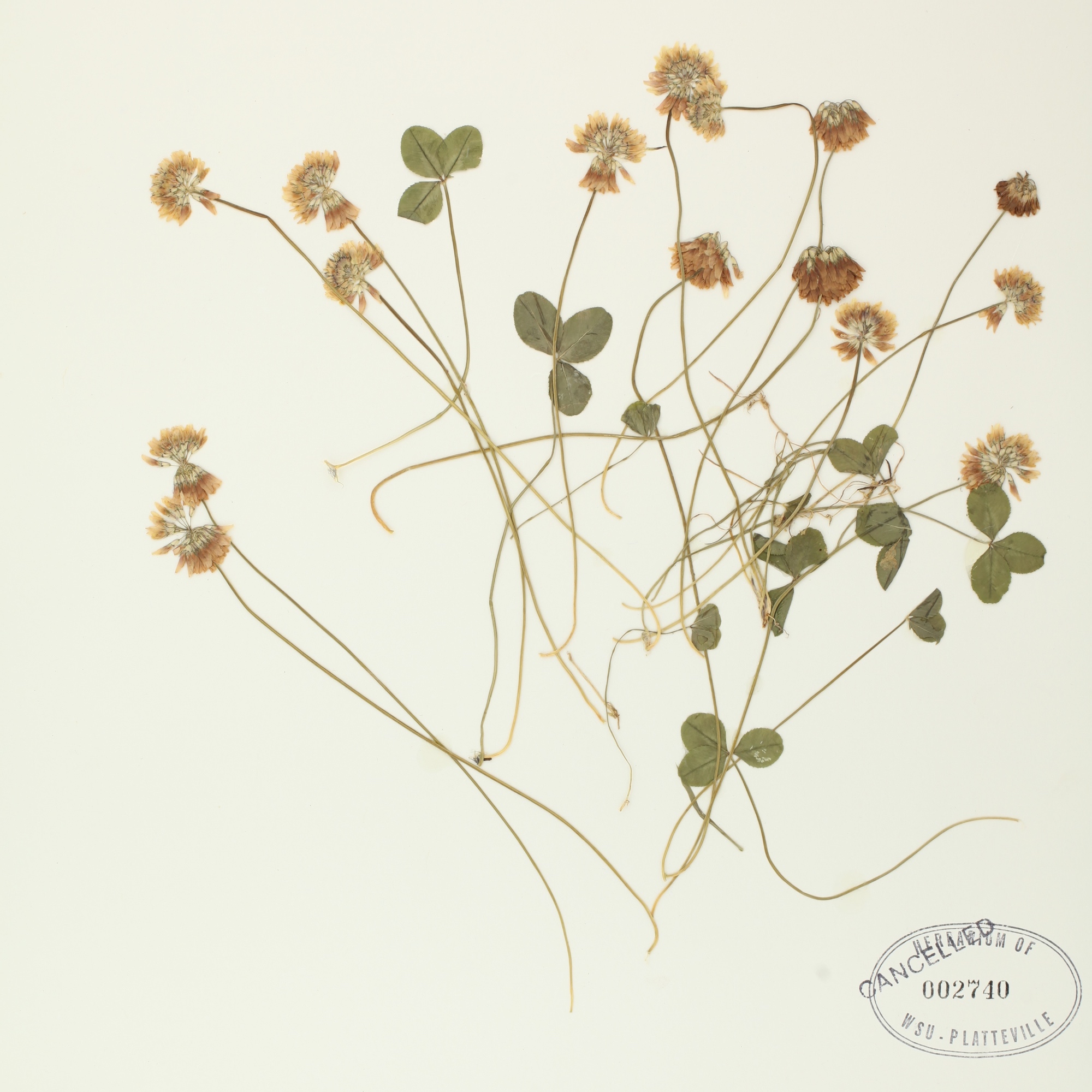 Herbarium T. repens